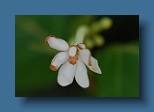 Helengeli 060